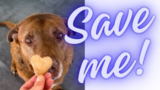 #saveSmallAnimals - Dogs Eating Biscuits Distributing Ahil Umaria