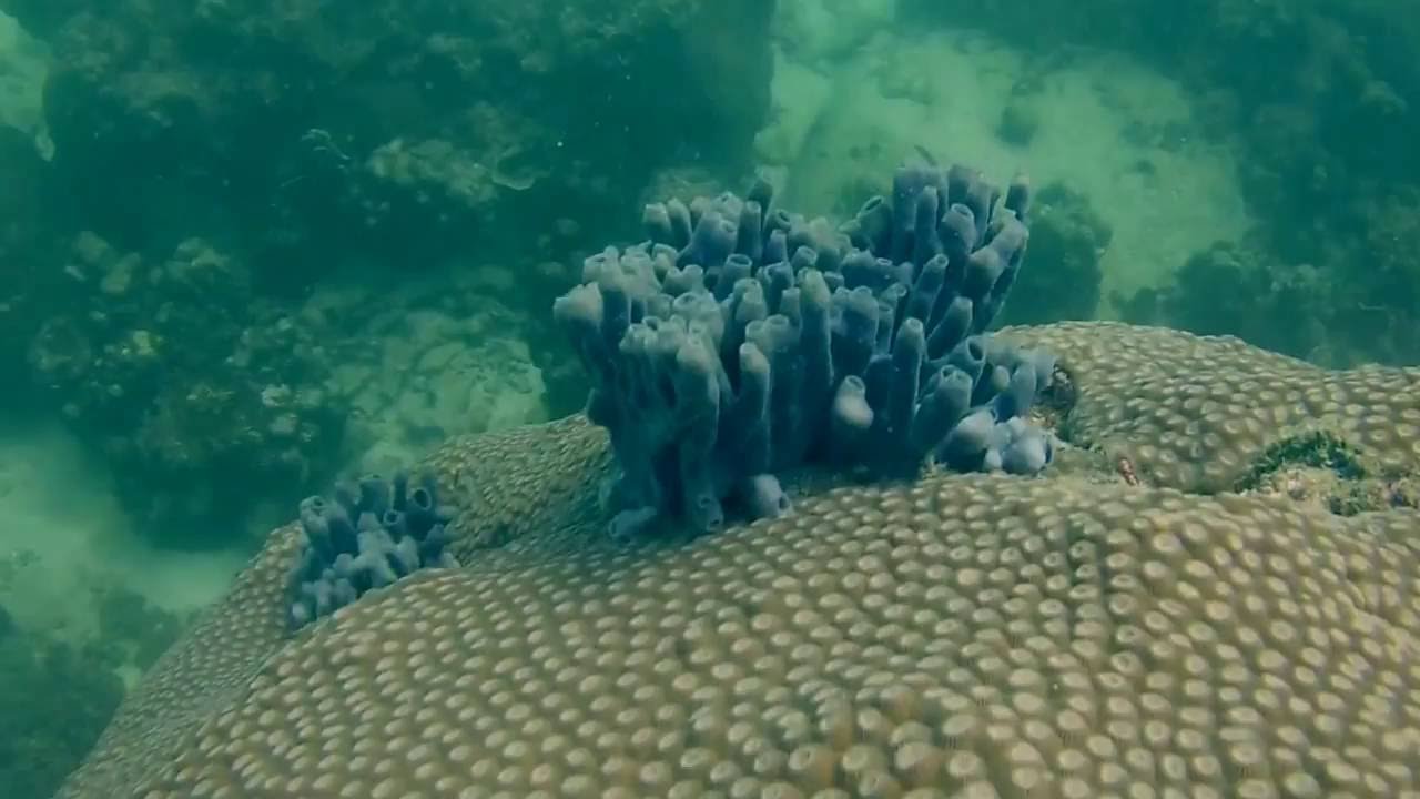 Thailand 2015 - Koh Tao Diving / Shark Island