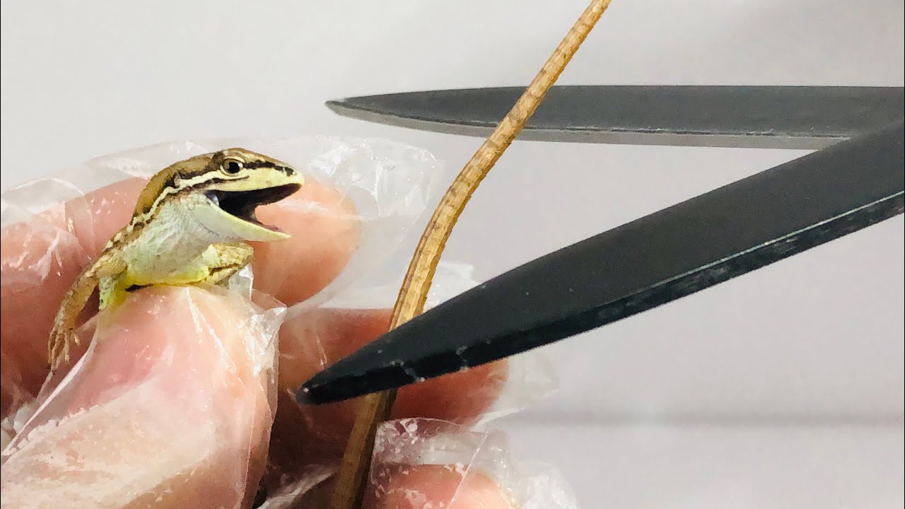 トカゲの尻尾は無限に再生するのか？ - YouTube