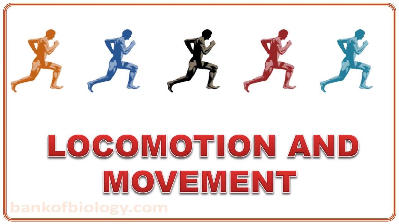 Locomotion n movement - Part 1 Types of movement, Types of muscles ...