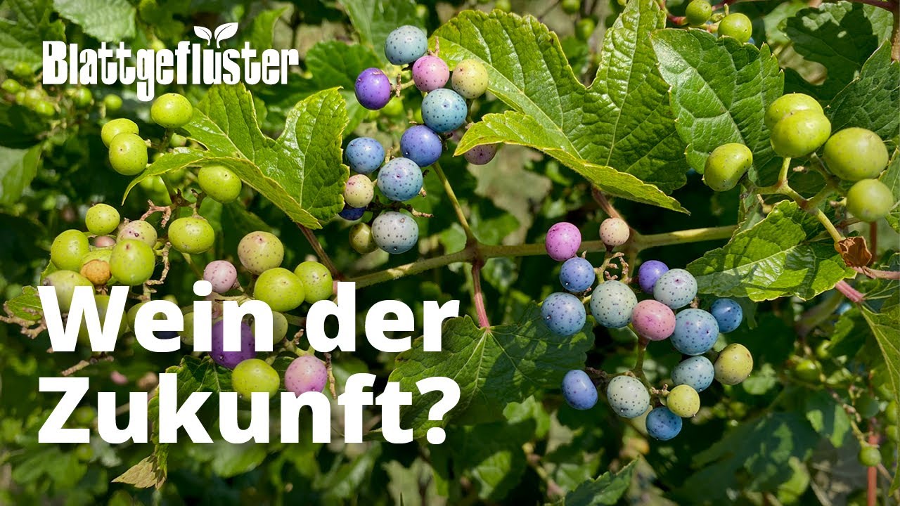 Wein in Gefahr: Wer wird unsere Traube der Zukunft?