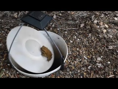 Cane toad control using the super trap