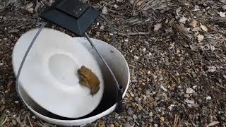 Cane Toad Trap  Easy-Build