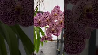 4 Floraciones en una Orquídea Vanda descubre cómo