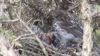 Lesser Redpoll at nest