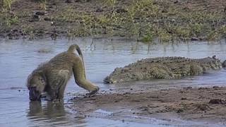 O CROCODILO PAGOU O PREÇO QUANDO ATACOU O BABUINO