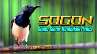 SOGON GACOR BOCOR !! Masteran Mewah