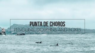 Punta De Choros and the National Park of Humboldt Penguins in Chile