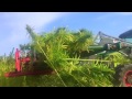 SCINKA KONOPII W KUROZWĘKACH / CANNABIS HARVEST IN POLAND