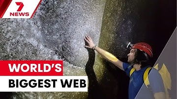 World’s biggest spiderweb discovered by scientists | 7NEWS