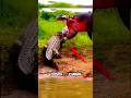 wait for end moment #cat #love #tiktok #funny #shortsfeed