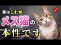 【オス猫と比べて…】メス猫だけの意外な秘密7選!