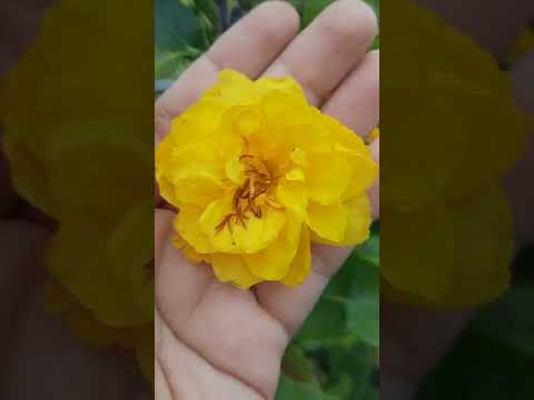 Video 27/9 gl ca nha cây dáng long cúc rin vạn thọ đọt đỏ... - youtube