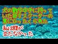 DQNざまあ、犬の散歩中、スクーターに乗った男に引ったくられた