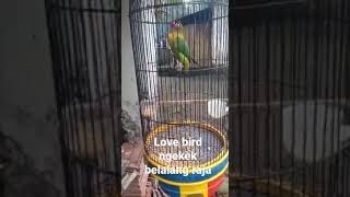 Download Lagu love bird ngekèk belalang raja MP3