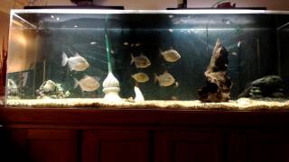 Copy of new fish