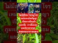 #ชายแดนไทยกัมพูชา #ทหารชายแดน #ทหารไทย#army #automobile #sad #news#ปราสาทตาเมือนธม #rock
