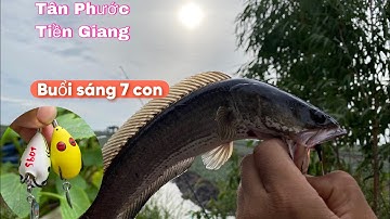 Thử nguyên buổi sáng câu lure cá lóc bằng mồi nhái hơi SB01 - cá táp quá chính xác