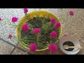 Why My Portulaca ( Moss Rose ) is Not Blooming..Try Best Organic Fertilizers For Blooming#portulaca