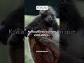 Koalas possess a unique vocal ability #subscribe #share #shorts
