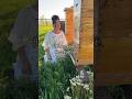 Why Are The Bees Disappearing Homesteadlife Homesteading Why Are The Bees Disappearing Homesteadlife Homesteading