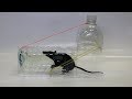 Water bottle Mouse/Rat Trap - How To Make A Mouse Trap From Plastic Bottle