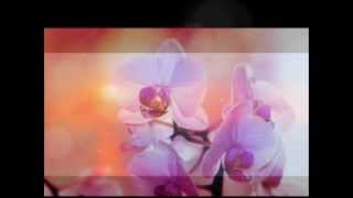 Video-Miniaturansicht von „Henry Theel: Kukkia Andeilta 1961“