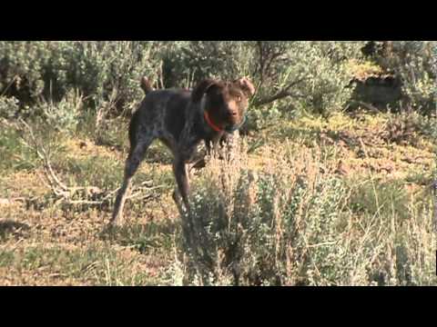 German Shrorthair Pointer Trained Steady to shot