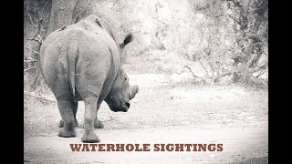 AFRICAN GIANTS AT THE WATERHOLE!!! (Up Close and Personal)