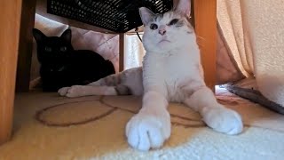 猫旅館は連泊が正解!昼はロビーのコタツでくつろぐ猫たちと癒し時間