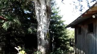 20120808 - CUTTING TREES - PART 3