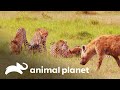 Guepardo Amani corre para caçar e depois enfrenta hienas | Os reis da selva | Animal Planet Brasil