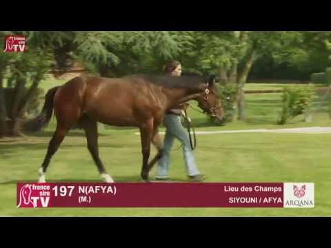 Arqana August Sale