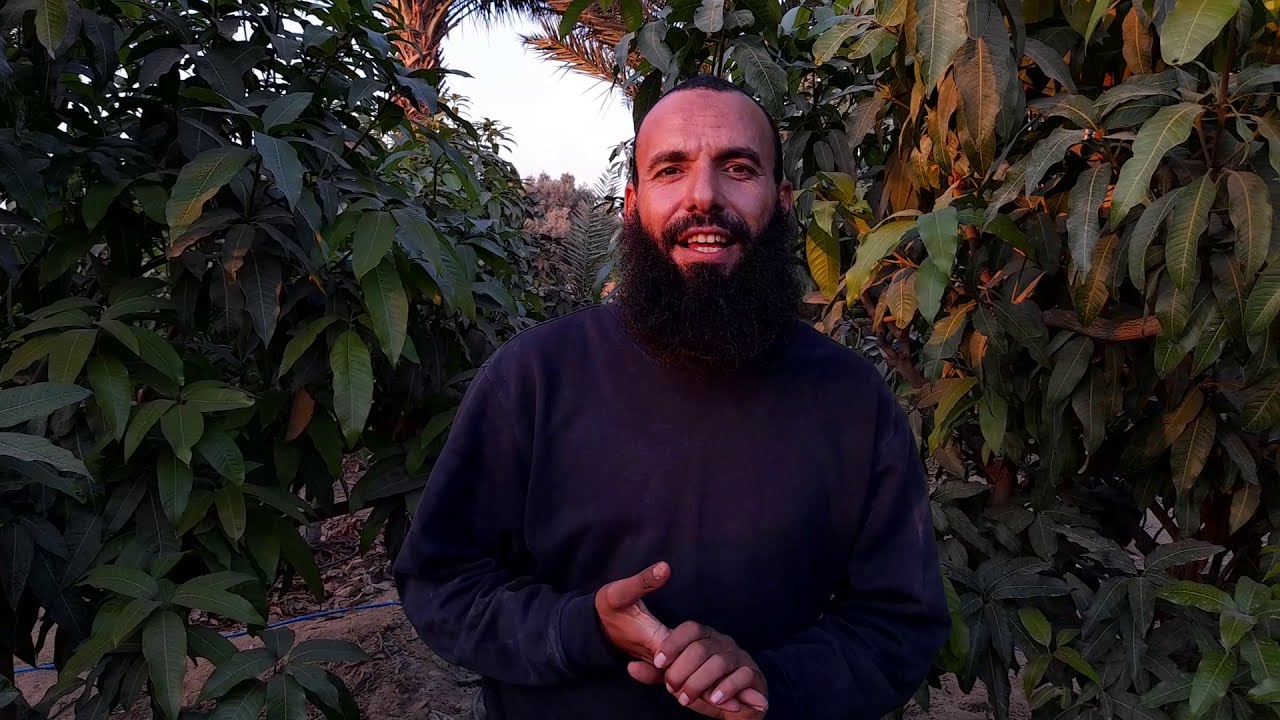 افضل نظام ري للمانجو واتس 01022222527