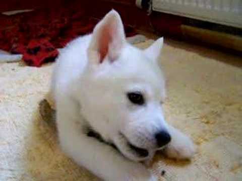 Husky Puppy Banshee chewing on a stick