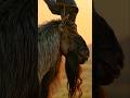 🐐 Markhor: The Wild Goat with Spiral Horns #shorts #RareAnimals #NatureDocumentary