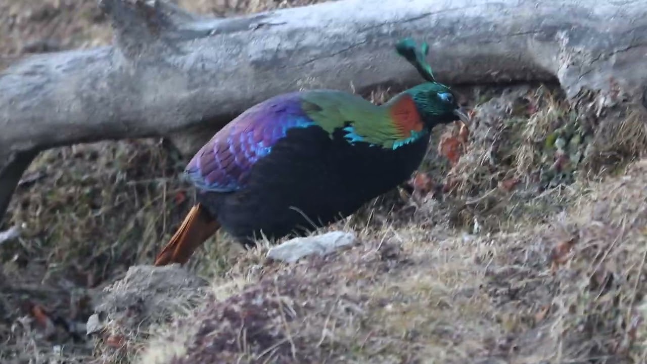 Himalayan Monal || Chopta || Bird Photography Tour || Kedarnath Wildlife Bird Guide Bharat Puspwan