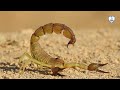 معلومات قد تجهلها عن العقرب/Information you may not know about  the scorpion