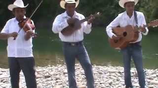 La guayabita - Trio Placer Huasteco chords