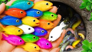 Catch beautiful aquarium fish in small pond baby turtles, pencil fish, xecan, tadpoles, molly fish