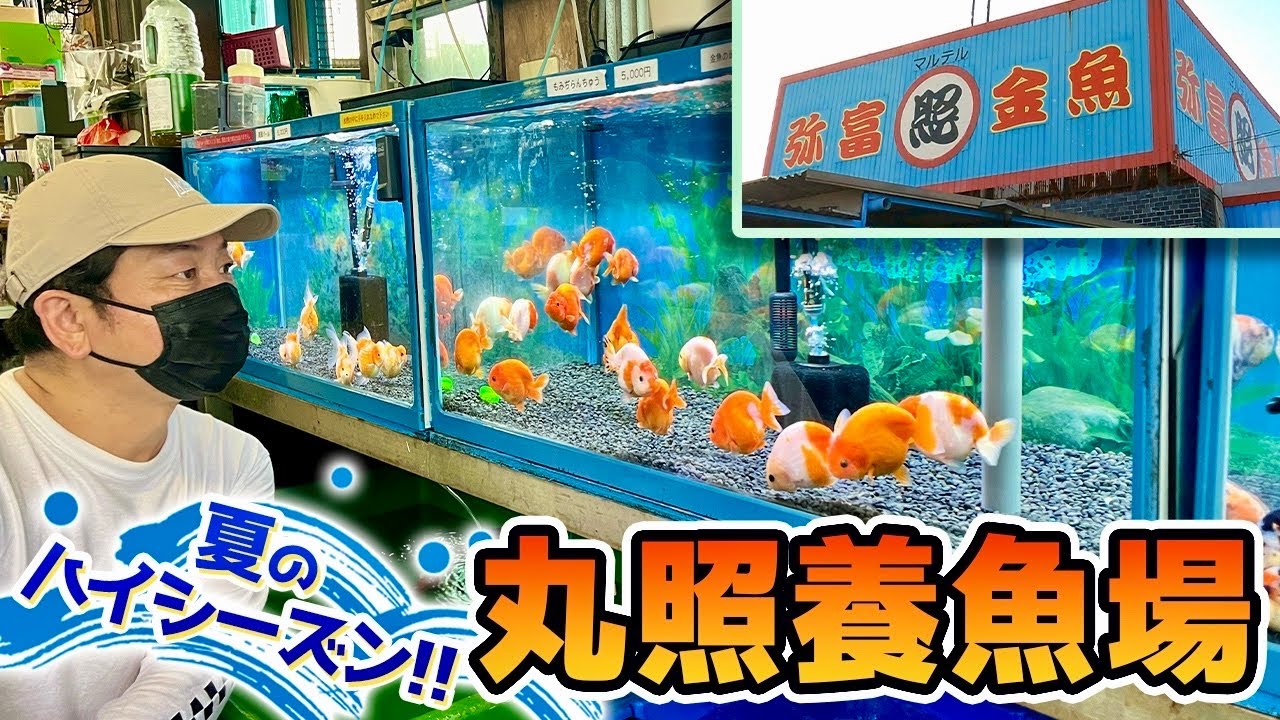 【丸照養魚場】弥富の老舗人気金魚店‼︎金魚のハイシーズンに入り、入荷したばかりの金魚や安くて良質な「らんちゅう」も撮影しました。店内でできる「金魚すくい」もご紹介します‼︎