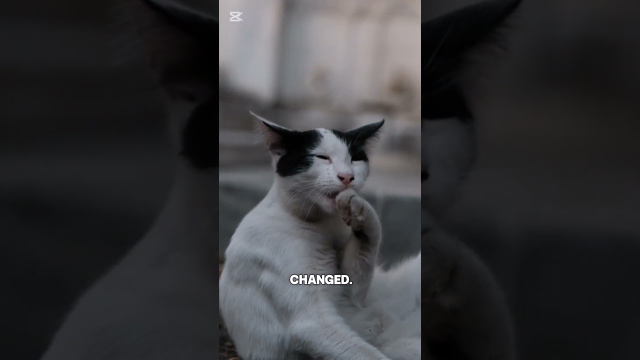 Reasons why cats meow at night 