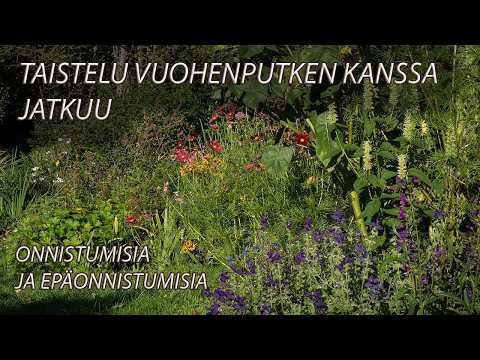Mikä on RTP ja miksi se on tärkeää?