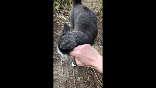 Asmr Barefoot Soothing Walk Through Off-Grid Property. Sawdust Toilet The Cutest Cat