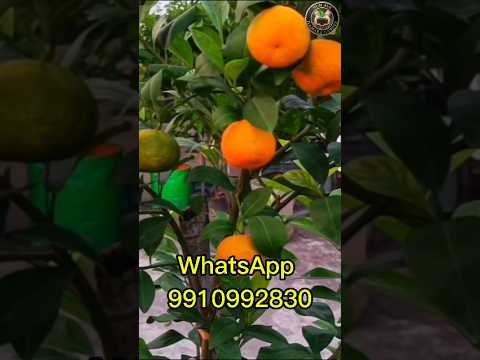 क्या आपको भी पेड़-पौधे लगाने का शौक है? | Best Fruit Plants for Terrace Garden | Gardening Tips