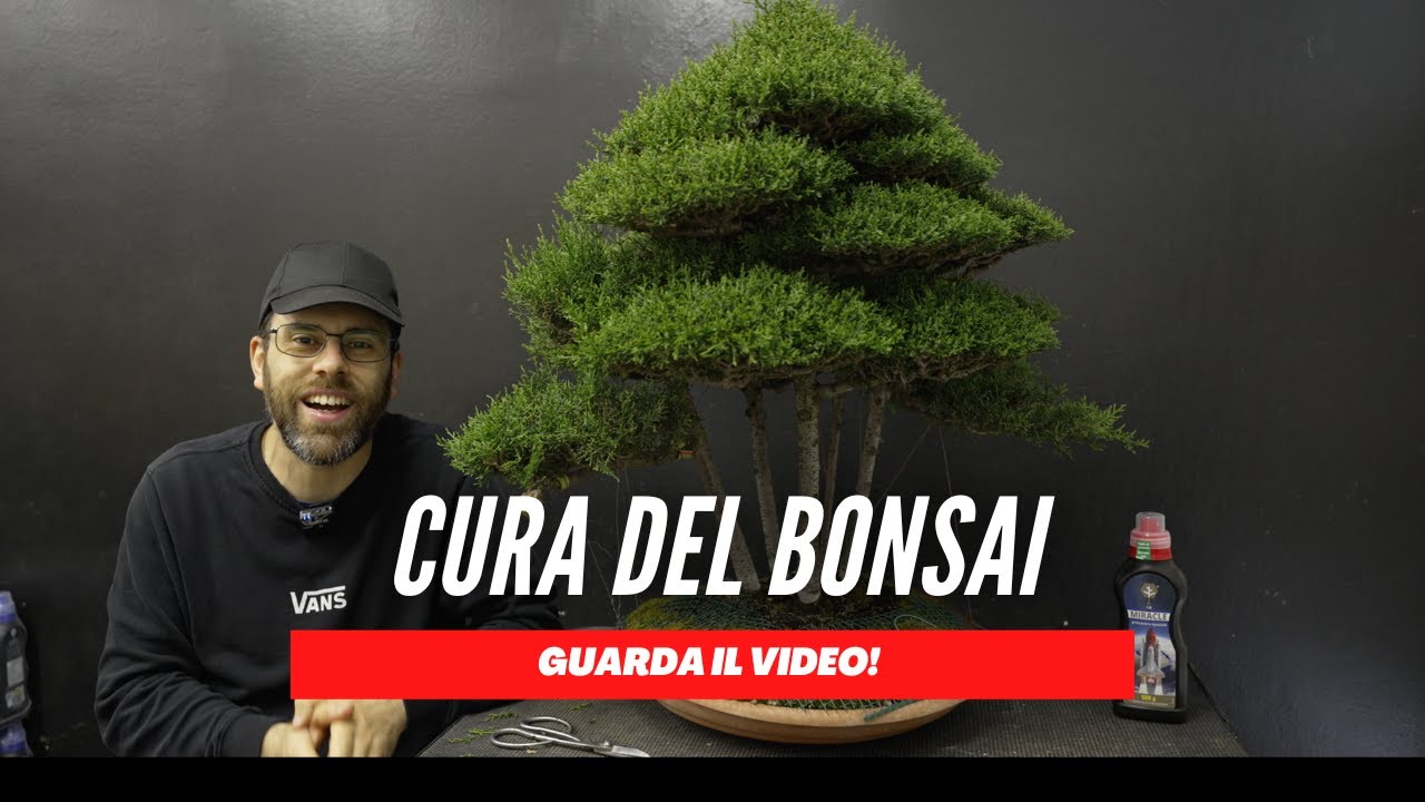 COME PRENDERSI CURA DEL BONSAI