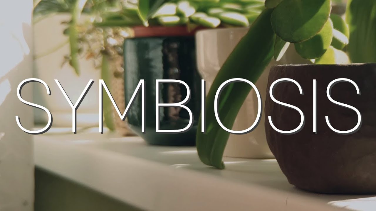 SYMBIOSIS | Galaxy S10e | Moment lenses | FiLMiC Pro