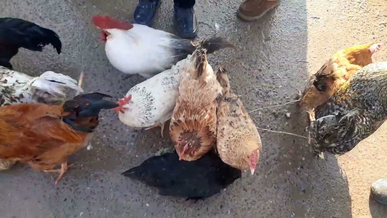 18.01.2026.Сарыағаш.Жібек жолы құс базары.Тауықтар,курке тауықтар,қаздар,индоуткалар,кептерлер,қоян.