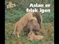 Aslan er frisk igen...