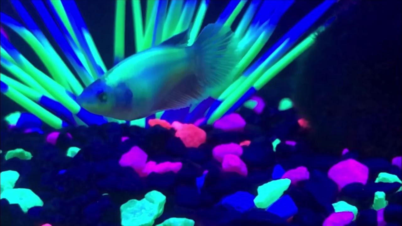 A close look at the Glo Betta 